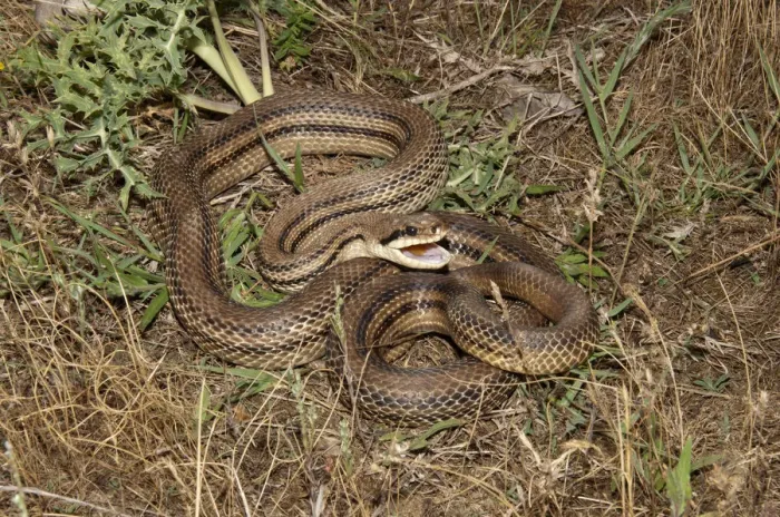 Framed Print : Four-lined Snake -Elaphe quatorlineata- in a defensive position, Lake Kerkini area, Central Macedonia, Greece