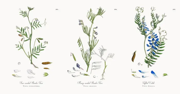 Framed Print : Four-seeded Slender Tare, Vicia tetrasperma, Victorian Botanical Illustration, 1863 Framed Print : Four-seeded Slender Tare, Vicia tetrasperma, Victorian Botanical Illustration, 1863