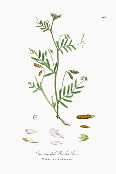 Framed Print : Four-seeded Slender Tare, Vicia tetrasperma, Victorian Botanical Illustration, 1863 Framed Print : Four-seeded Slender Tare, Vicia tetrasperma, Victorian Botanical Illustration, 1863