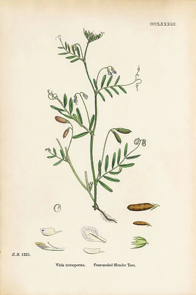 Four-seeded Slender Tare, Vicia tetrasperma, Victorian Botanical Illustration, 1863