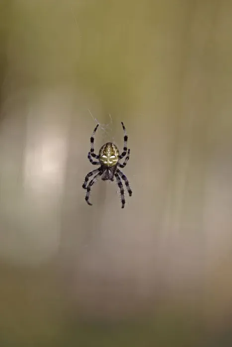 Framed Print : Four-spot orb-weaver -Araneus quadratus-, Lake Federsee region, Upper Swabia, Baden-Wuerttemberg, Germany, Europe Framed Print : Four-spot orb-weaver -Araneus quadratus-, Lake Federsee region, Upper Swabia, Baden-Wuerttemberg, Germany, Europe