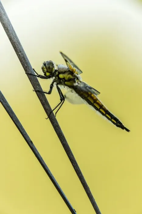 Framed Print : Four-spotted Chaser -Libellula quadrimaculata-, Bavaria, Germany Framed Print : Four-spotted Chaser -Libellula quadrimaculata-, Bavaria, Germany