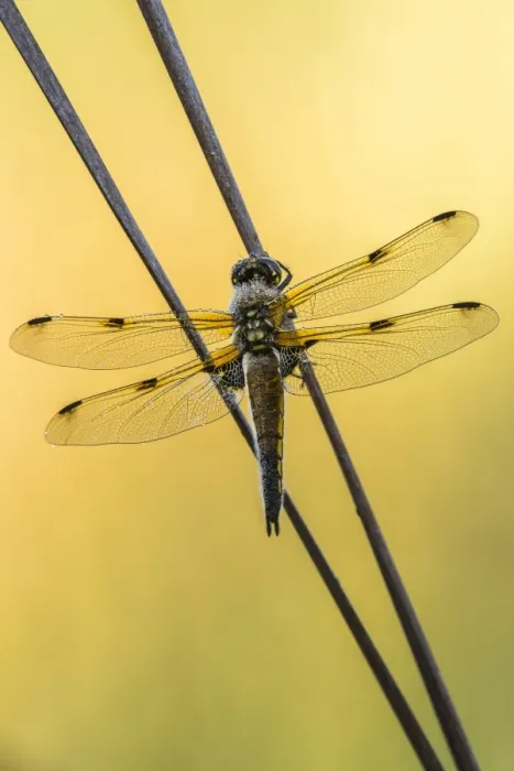 Framed Print : Four-spotted Chaser -Libellula quadrimaculata-, Bavaria, Germany Framed Print : Four-spotted Chaser -Libellula quadrimaculata-, Bavaria, Germany