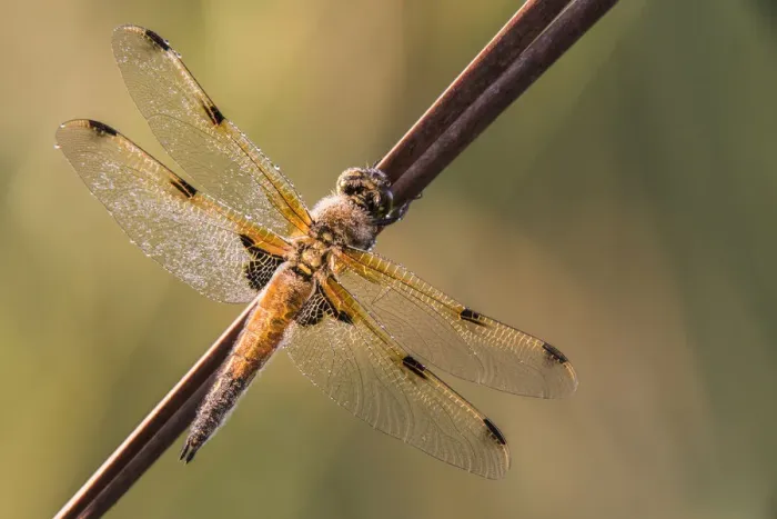 Framed Print : Four-spotted Chaser -Libellula quadrimaculata-, Bavaria, Germany Framed Print : Four-spotted Chaser -Libellula quadrimaculata-, Bavaria, Germany