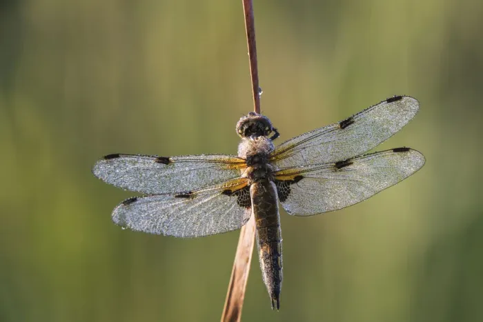 Framed Print : Four-spotted Chaser -Libellula quadrimaculata-, Bavaria, Germany Framed Print : Four-spotted Chaser -Libellula quadrimaculata-, Bavaria, Germany