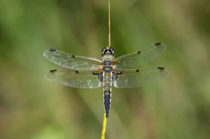 Framed Print : Four-spotted Chaser -Libellula quadrimaculata-, male, Versoix, Canton of Geneva, Switzerland