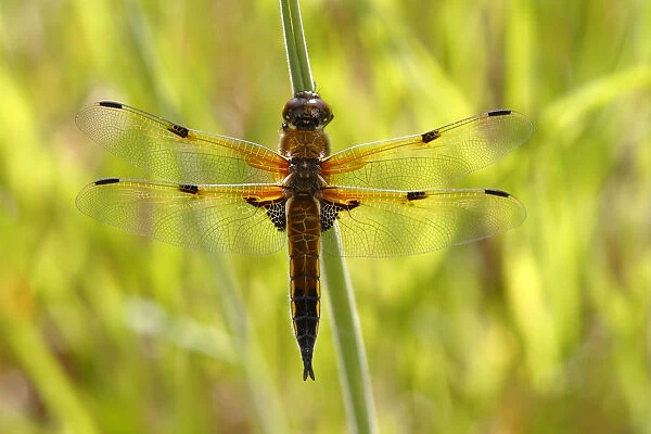Four-spotted chaser -Libellula quadrimaculata-, perched on a blade of grass, Huehnermoor marsh near Marienfeld, Guetersloh, North Rhine-Westphalia, Germany, Europe