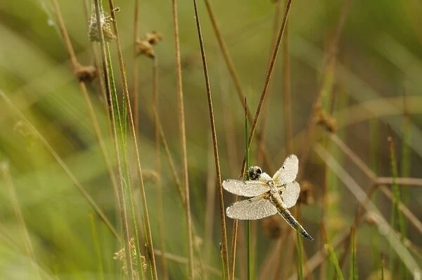 Four-spotted Chaser -Libellula quadrimaculata- covered with dew, North Rhine-Westphalia, Germany