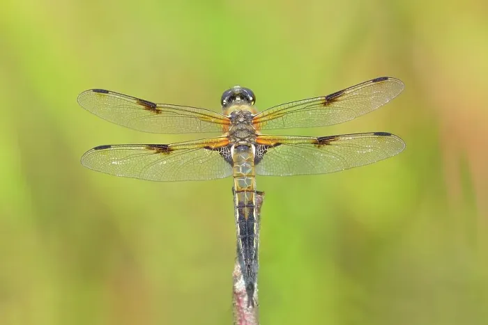 Framed Print : Four-spotted chaser (Libellula quadrimaculata), sitting on a branch, Buchhellerquellgebiet nature reserve, summer, wetland, South Westphalian uplands, North Rhine-Westphalia, Germany Framed Print : Four-spotted chaser (Libellula quadrimaculata), sitting on a branch, Buchhellerquellgebiet nature reserve, summer, wetland, South Westphalian uplands, North Rhine-Westphalia, Germany