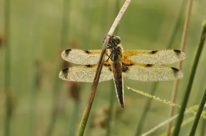 Framed Print : Four-spotted Chaser -Libellula quadrimaculata- covered with dew, North Rhine-Westphalia, Germany Framed Print : Four-spotted Chaser -Libellula quadrimaculata- covered with dew, North Rhine-Westphalia, Germany