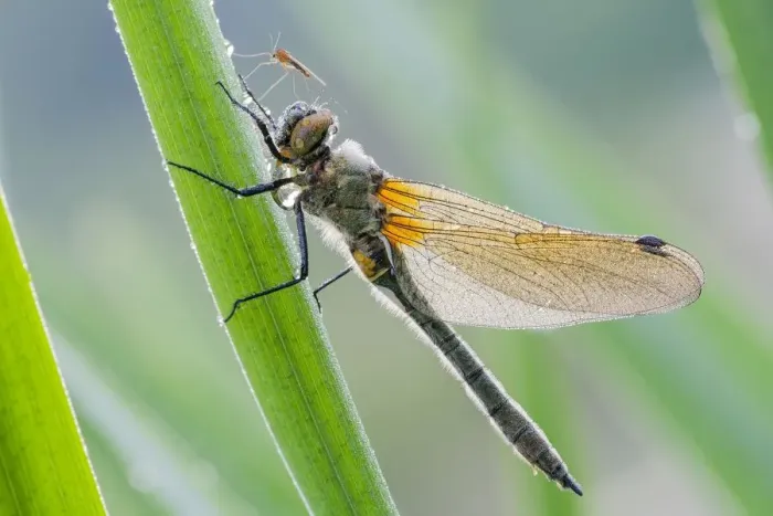 Framed Print : Four-spotted chaser (Libellula quadrimaculata) at reed stem im Morgentau, Hesse, Germany Framed Print : Four-spotted chaser (Libellula quadrimaculata) at reed stem im Morgentau, Hesse, Germany