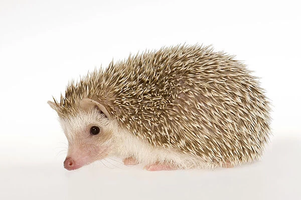 Four-toed Hedgehog or African Pygmy Hedgehog -Atelerix albiventris-