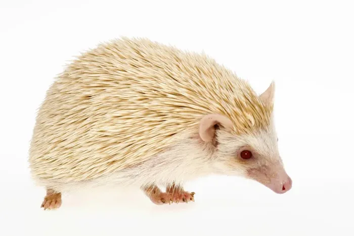 Framed Print : Four-toed Hedgehog or African Pygmy Hedgehog -Atelerix albiventris-, albino Framed Print : Four-toed Hedgehog or African Pygmy Hedgehog -Atelerix albiventris-, albino