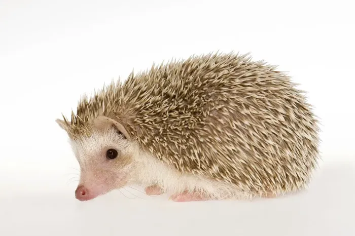 Framed Print : Four-toed Hedgehog or African Pygmy Hedgehog -Atelerix albiventris- Framed Print : Four-toed Hedgehog or African Pygmy Hedgehog -Atelerix albiventris-