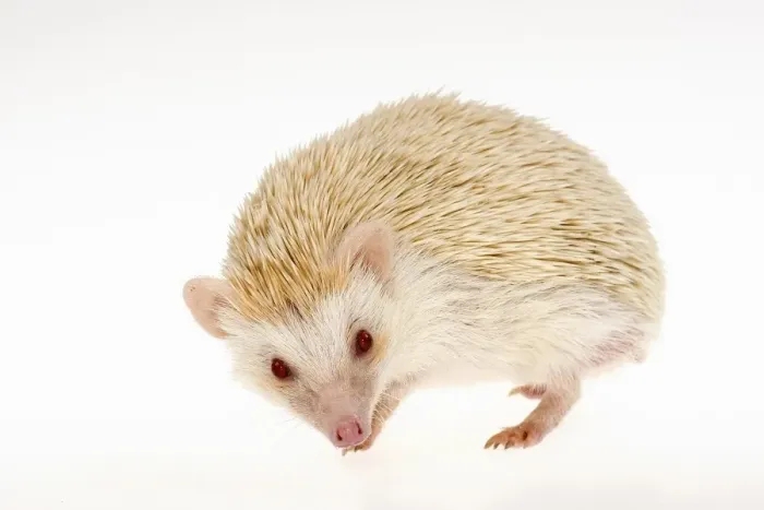Framed Print : Four-toed Hedgehog or African Pygmy Hedgehog -Atelerix albiventris-, albino Framed Print : Four-toed Hedgehog or African Pygmy Hedgehog -Atelerix albiventris-, albino