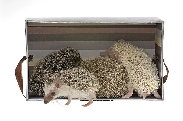 Four-toed Hedgehogs or African Pygmy Hedgehogs -Atelerix albiventris- in a box, one at the front