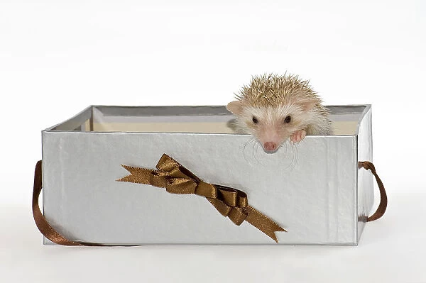 Two Four-toed Hedgehogs or African Pygmy Hedgehogs -Atelerix albiventris-, looking out of a gift box
