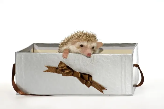 Framed Print : Two Four-toed Hedgehogs or African Pygmy Hedgehogs -Atelerix albiventris-, looking out of a gift box Framed Print : Two Four-toed Hedgehogs or African Pygmy Hedgehogs -Atelerix albiventris-, looking out of a gift box