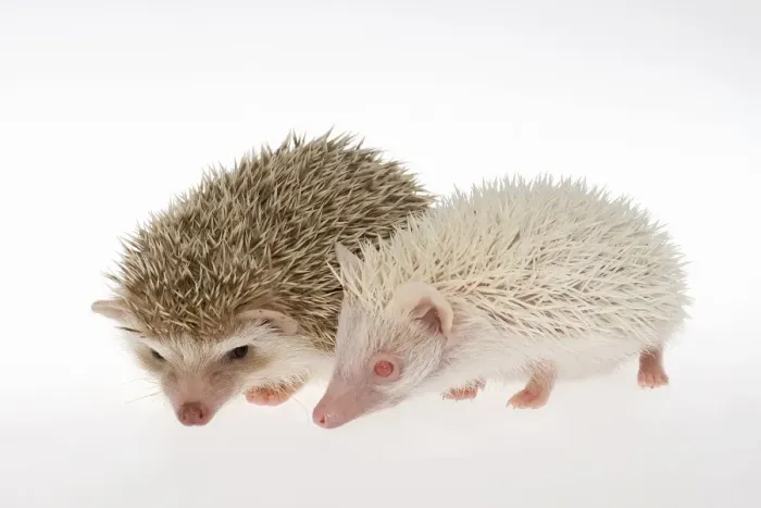 Framed Print : Two Four-toed Hedgehogs or African Pygmy Hedgehogs -Atelerix albiventris-, albino on the right Framed Print : Two Four-toed Hedgehogs or African Pygmy Hedgehogs -Atelerix albiventris-, albino on the right