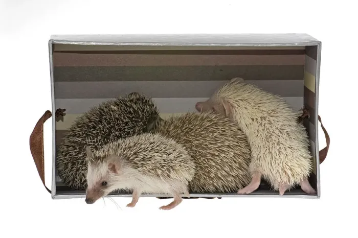 Framed Print : Four-toed Hedgehogs or African Pygmy Hedgehogs -Atelerix albiventris- in a box, one at the front Framed Print : Four-toed Hedgehogs or African Pygmy Hedgehogs -Atelerix albiventris- in a box, one at the front