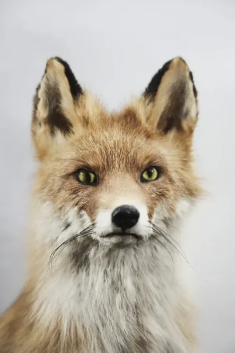 Framed Print : Fox