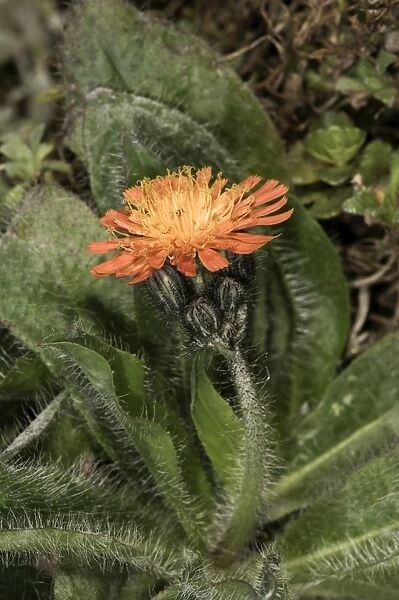 Fox-and-cubs, Orange Hawkweed, Tawny Hawkweed or Devils Paintbrush -Hieracium aurantiacum-, single flower, Untergroeningen, Baden-Wuerttemberg, Germany, Europe