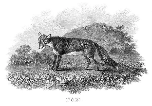 Fox engraving 1812
