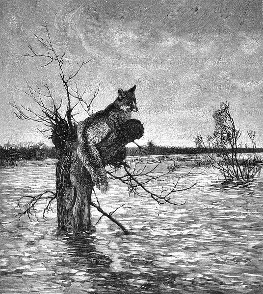 Fox escapes to the tree from flooding - 1896