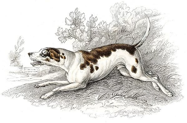 Fox hound engraving 1840