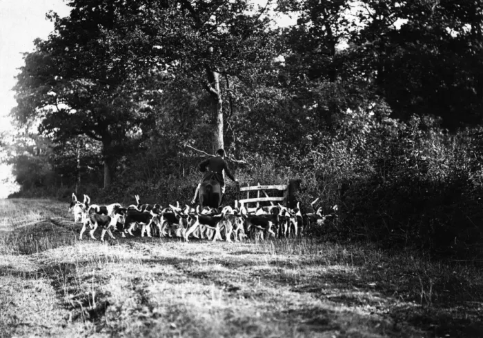 Framed Print : Fox Hunt. circa 1900: The Whaddon Chase. (Photo by Hulton Archive / Getty Images) Framed Print : Fox Hunt. circa 1900: The Whaddon Chase. (Photo by Hulton Archive / Getty Images)