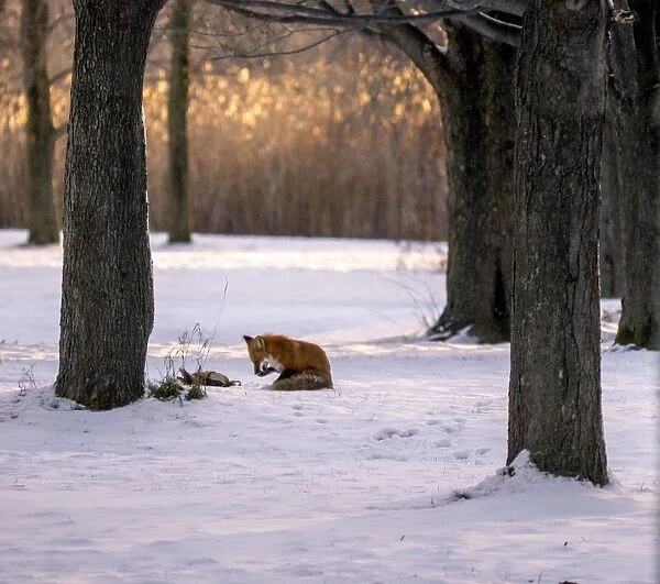 Fox hunt. A late afternoon scene of a red fox cleans its paw following