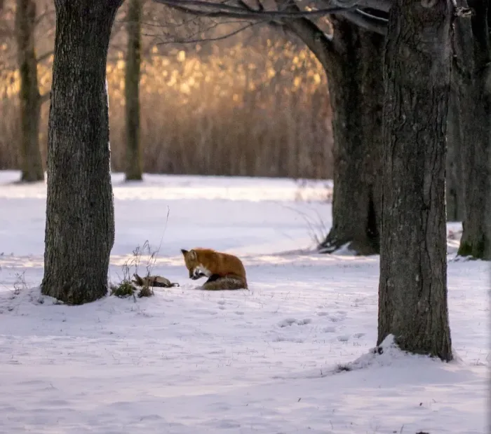 Framed Print : Fox hunt. A late afternoon scene of a red fox cleans its paw following Framed Print : Fox hunt. A late afternoon scene of a red fox cleans its paw following