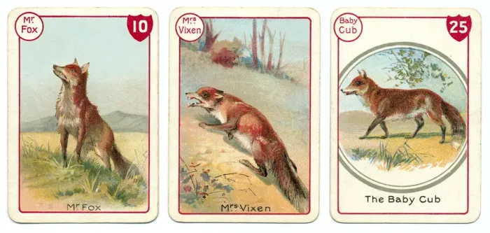 Framed Print : Three fox playing cards Victorian animal families game Framed Print : Three fox playing cards Victorian animal families game
