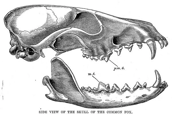 Fox skull engraving 1894