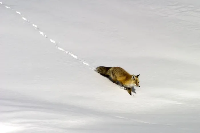 Framed Print : Fox In The Snow Framed Print : Fox In The Snow