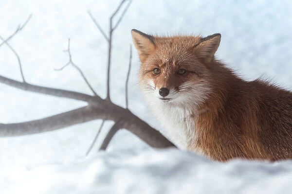 a Fox on a snow field