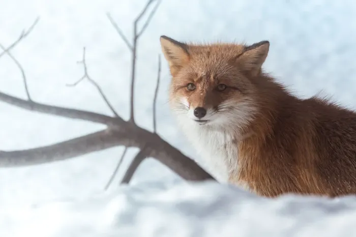 Framed Print : a Fox on a snow field Framed Print : a Fox on a snow field
