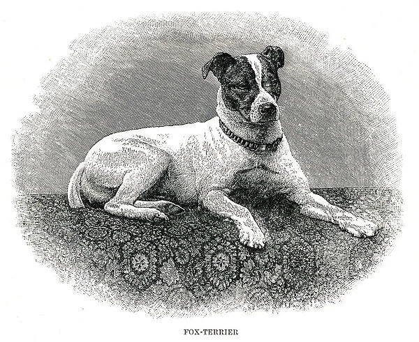 Fox terrier dog engraving 1896