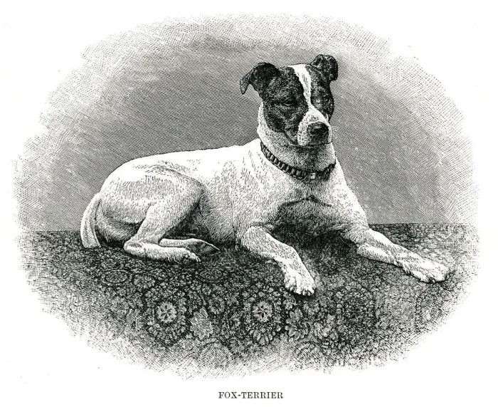 Framed Print : Fox terrier dog engraving 1896 Framed Print : Fox terrier dog engraving 1896