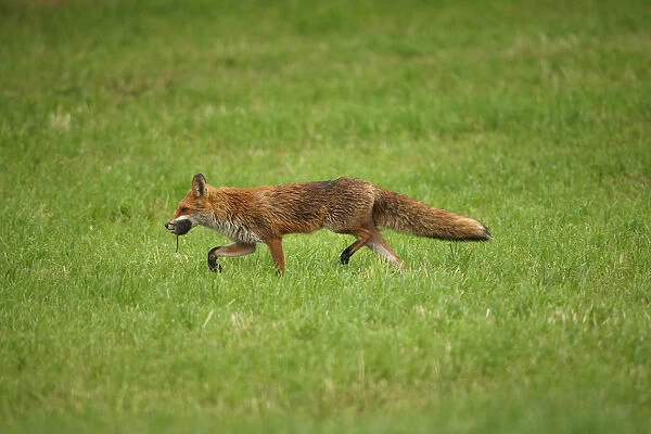 Fox -Vulpes vulpes- with rat prey, Allgaeu, Bavaria, Germany, Europe