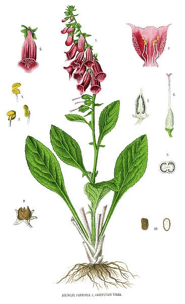 foxglove. Antique illustration of a Medicinal and Herbal Plants
