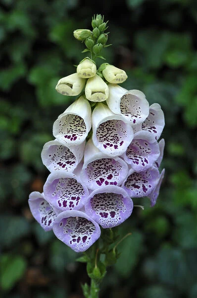 Foxglove -Digitalis purpurea-, flower