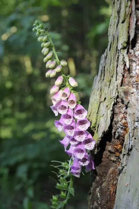 Framed Print : Foxglove (Digitalis purpurea), Saxony, Germany, Europe