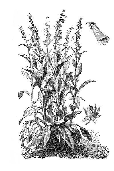 Foxglove, ladys glove (Digitalis purpurea)