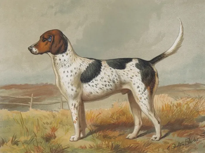 Framed Print : Foxhound. A foxhound, circa 1880. Lithograph by Vincent Brooks Day Framed Print : Foxhound. A foxhound, circa 1880. Lithograph by Vincent Brooks Day