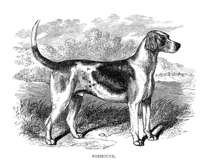 Framed Print : Foxhound engraving 1894 Framed Print : Foxhound engraving 1894