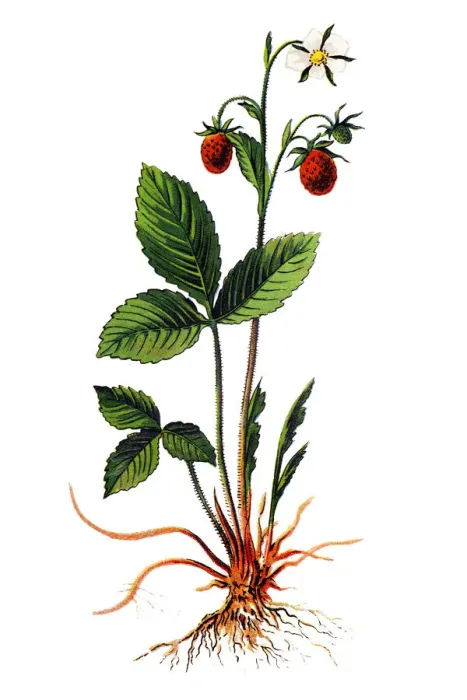 Framed Print : Fragaria vesca, commonly called wild strawberry, woodland strawberry, Alpine strawberry, Carpathian Strawberry, European strawberry, or fraisier des bois Framed Print : Fragaria vesca, commonly called wild strawberry, woodland strawberry, Alpine strawberry, Carpathian Strawberry, European strawberry, or fraisier des bois