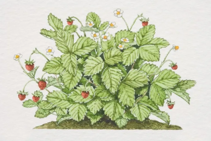 Framed Print : Fragaria vesca, Wild Strawberry plant Framed Print : Fragaria vesca, Wild Strawberry plant