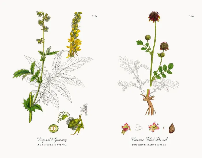 Framed Print : Fragrant Agrimony, Agrimonia odorata, Victorian Botanical Illustration, 1863 Framed Print : Fragrant Agrimony, Agrimonia odorata, Victorian Botanical Illustration, 1863