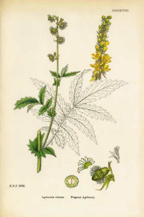 Framed Print : Fragrant Agrimony, Agrimonia odorata, Victorian Botanical Illustration, 1863 Framed Print : Fragrant Agrimony, Agrimonia odorata, Victorian Botanical Illustration, 1863
